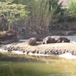 Bildnachweis 433 cr marion koch ausflugstipps fuerteventura oasis wildlife park nilpferd 622px