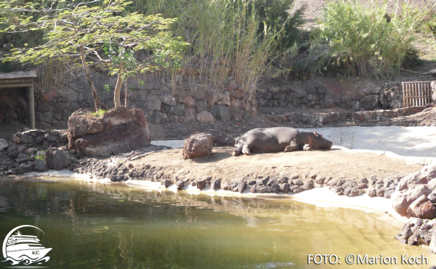 Fuerteventura Sehenswürdigkeiten - Nilpferd im Oasis Wildlife Park