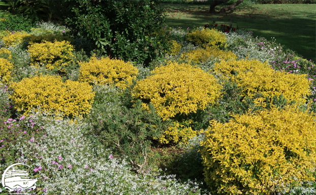 Madeira Sehenswürdigkeiten - Funchal - Büsche im Santa Catarina Park